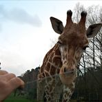 Fährt hier zufällig jemand an Afrika vorbei?