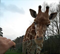 Fährt hier zufällig jemand an Afrika vorbei?