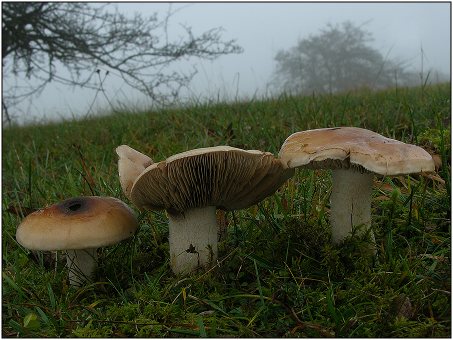 Fälblinge im Novembergrau