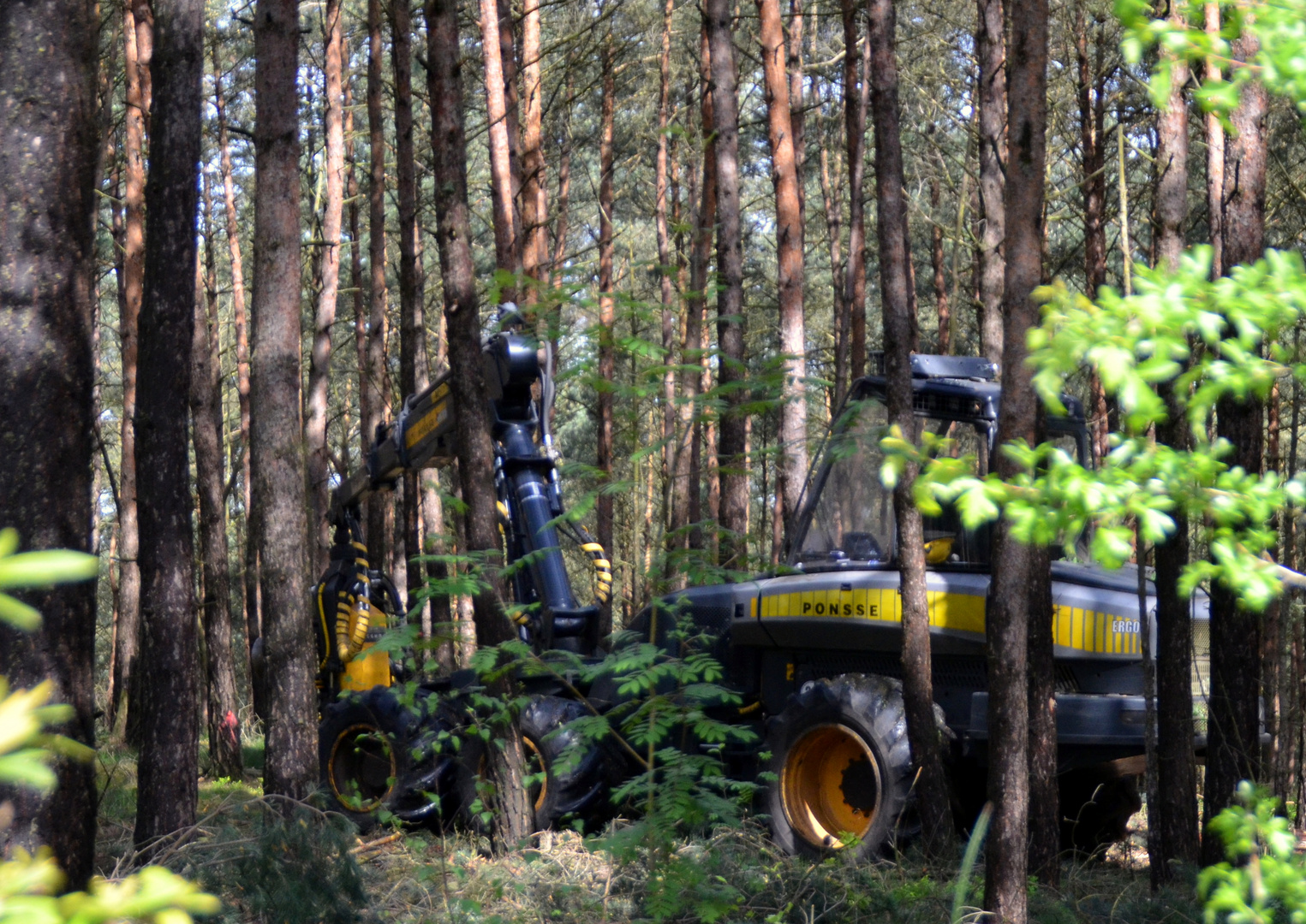 Fällarbeiten im Wald