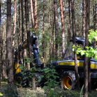 Fällarbeiten im Wald