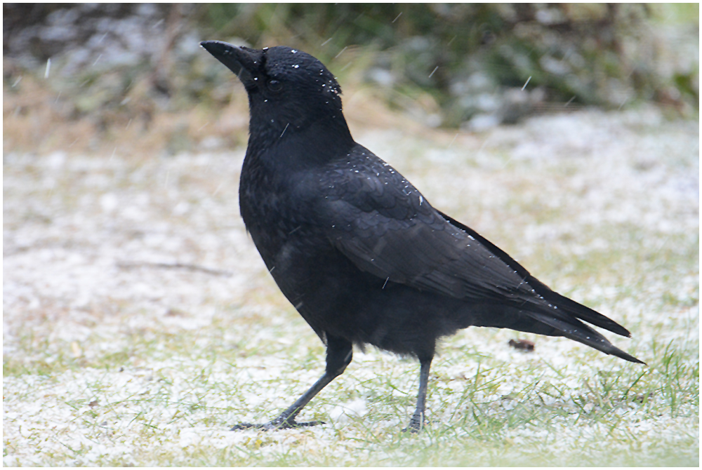 "Fällt jetzt wirklich Schnee?"