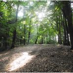 Fällt noch Licht auf deinen Weg