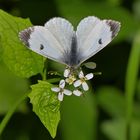 Fälschlich als Grünader Weißling