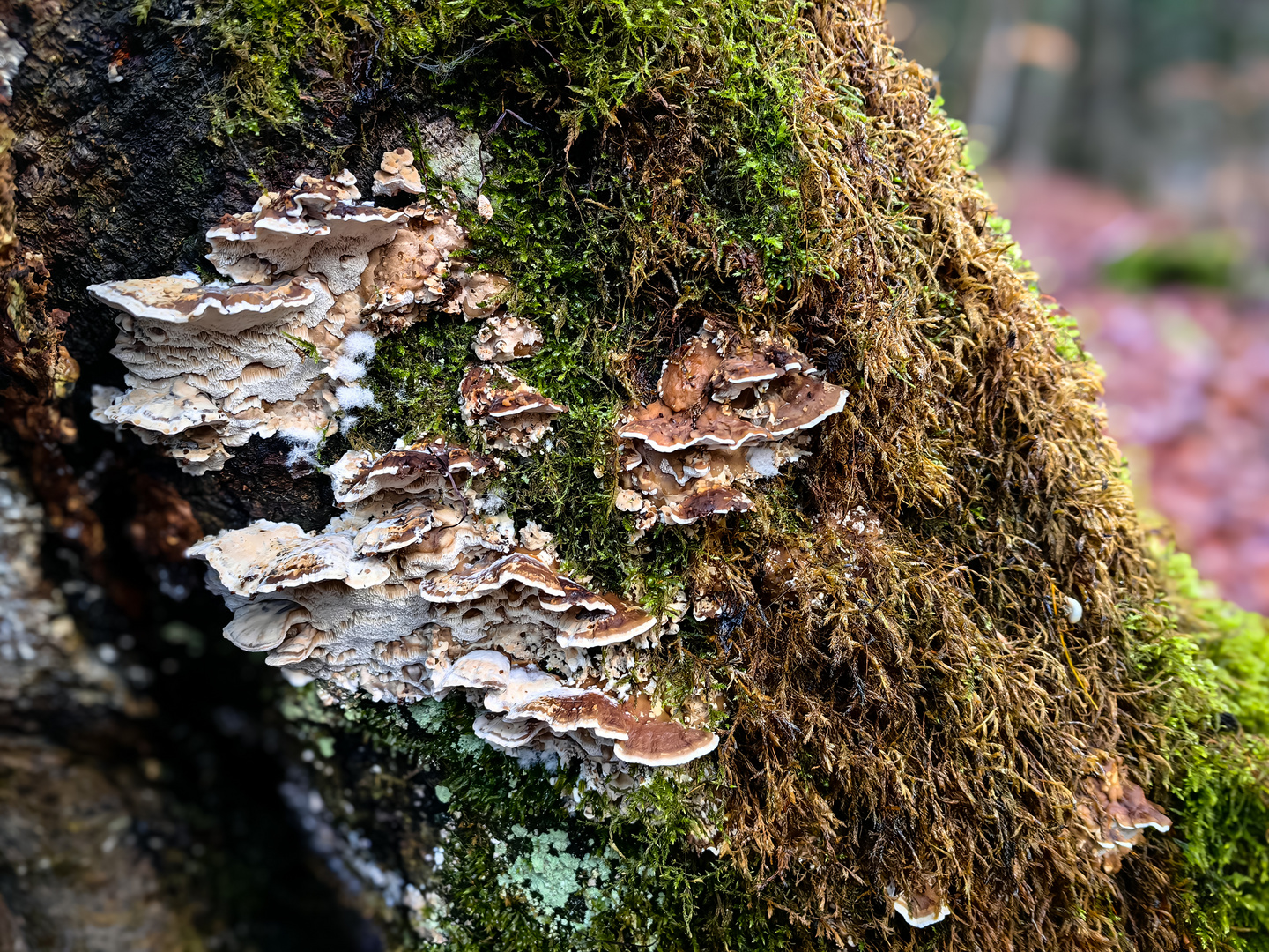 Fältlingsverwanten eine Familie der Pilze und Flechten