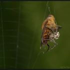 Fänger im Busch: Herbstspinne mit Luchsfliege