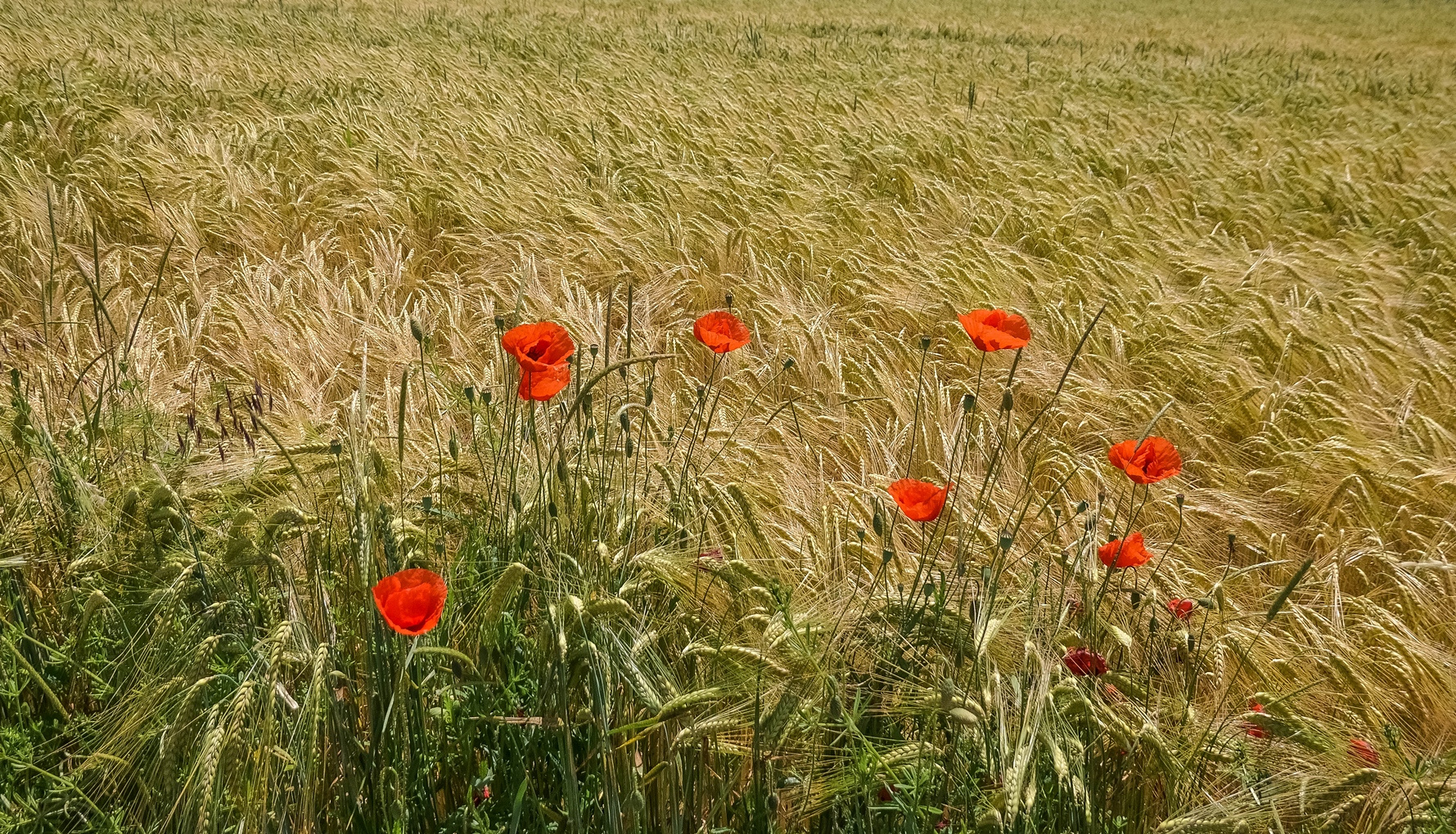 Fänger im Roggen