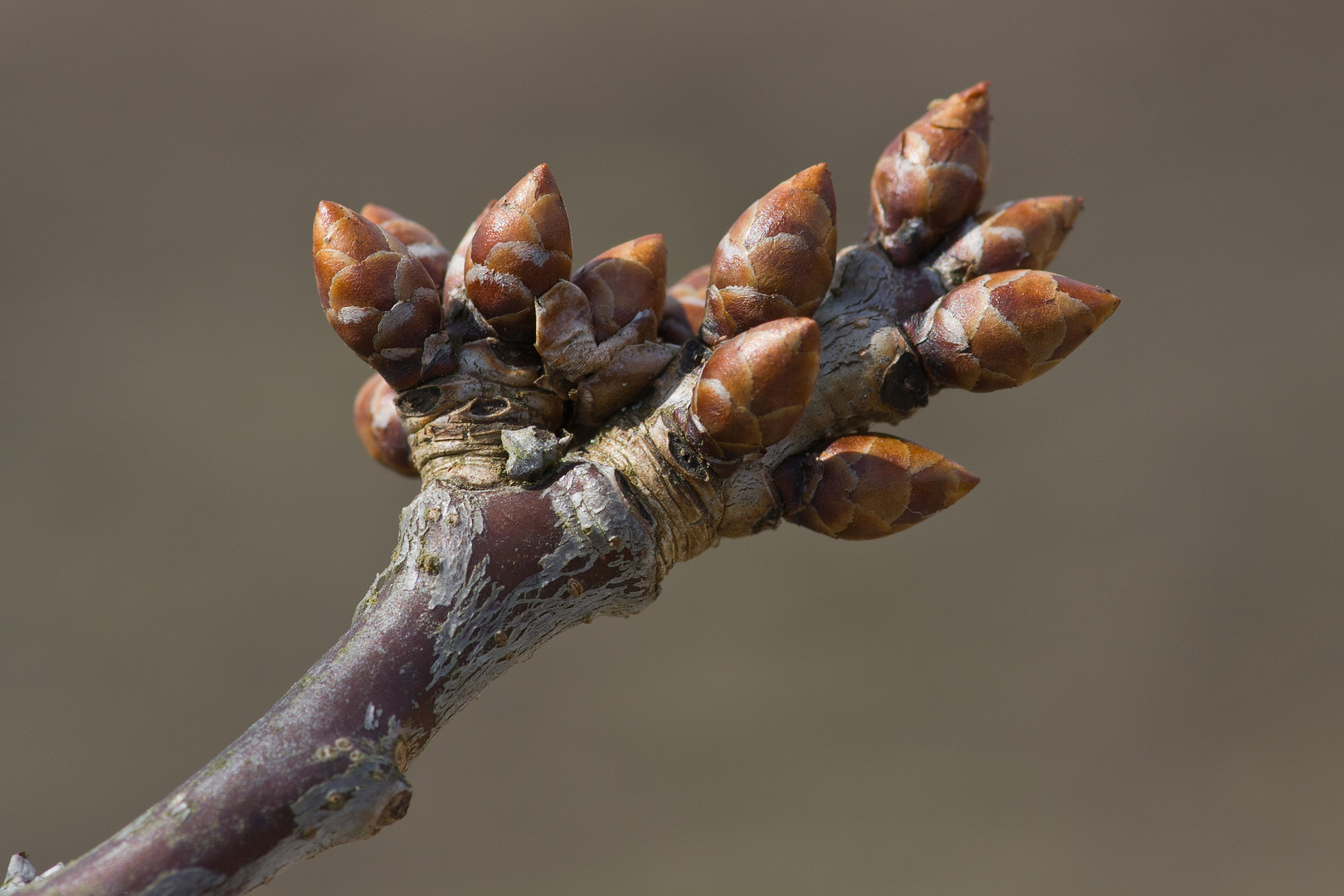 Fängt an der Frühling