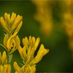 Färber-Ginster (Genista tinctoria).