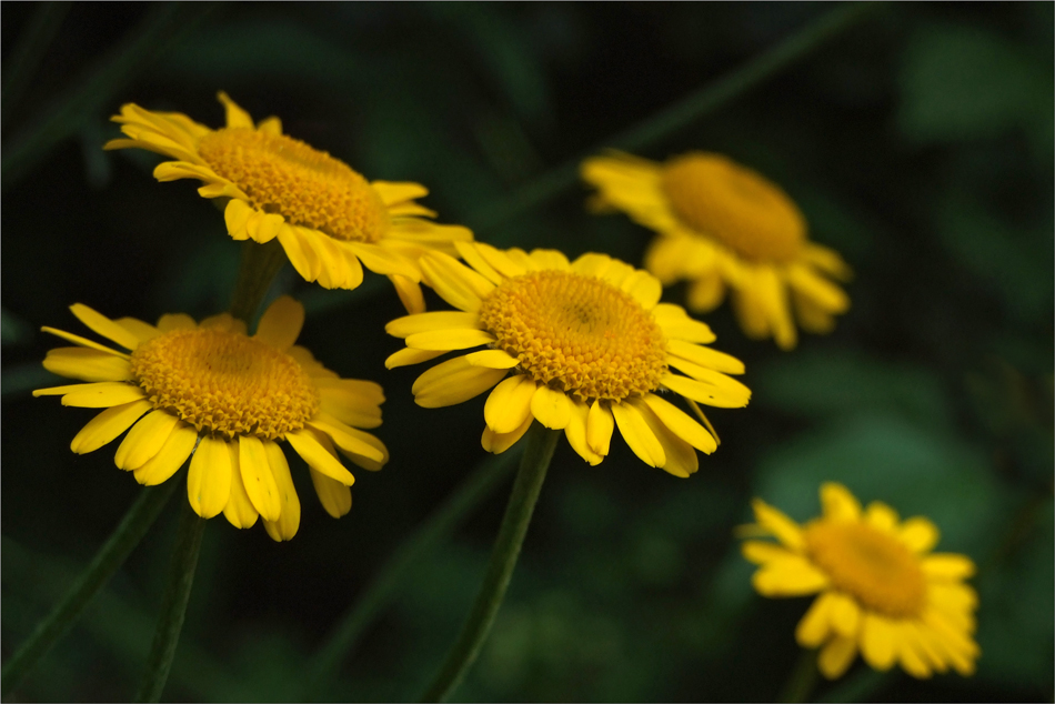 Färber- Hundskamille (Anthemis tinctoria)