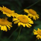 Färber- Hundskamille (Anthemis tinctoria)