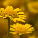 Färber-Hundskamille (Anthemis tinctoria)