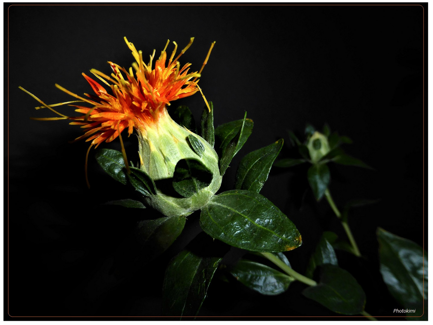 Färberdistel Rezepte, Zitronen Eingelegte Gemerkt