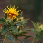 Färberdistel (Carthamus tinctorius).