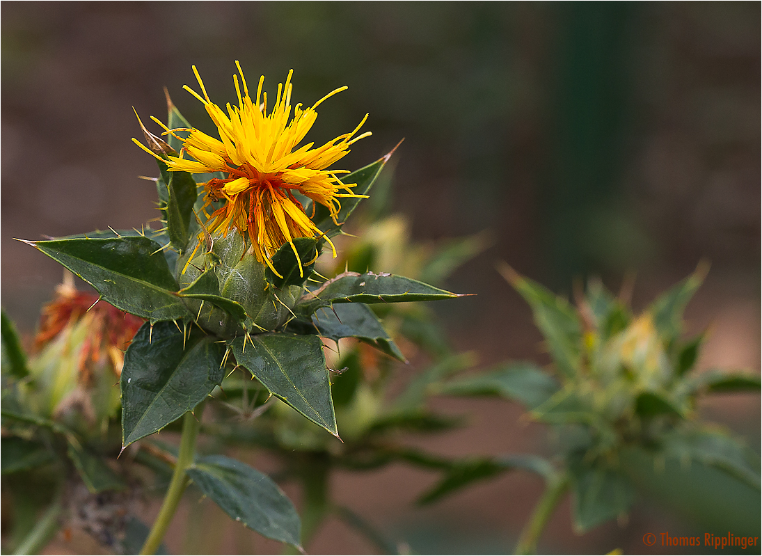 Färberdistel (Carthamus tinctorius)