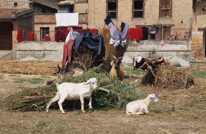 Färberei bei Kathmandu