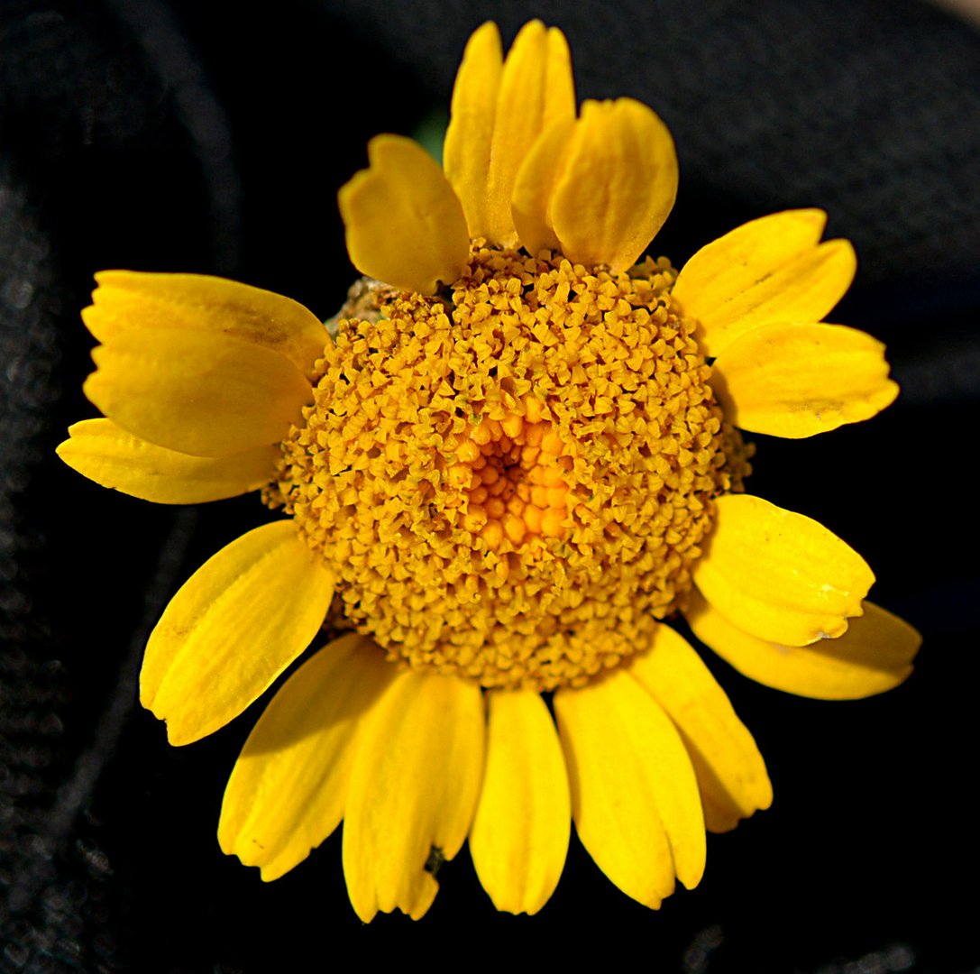 Färberkamille - Anthemis tinctoria (auch Färber-Hundskamille)