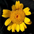 Färberkamille - Anthemis tinctoria (auch Färber-Hundskamille)