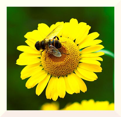 Färberkamille mit Besucherin