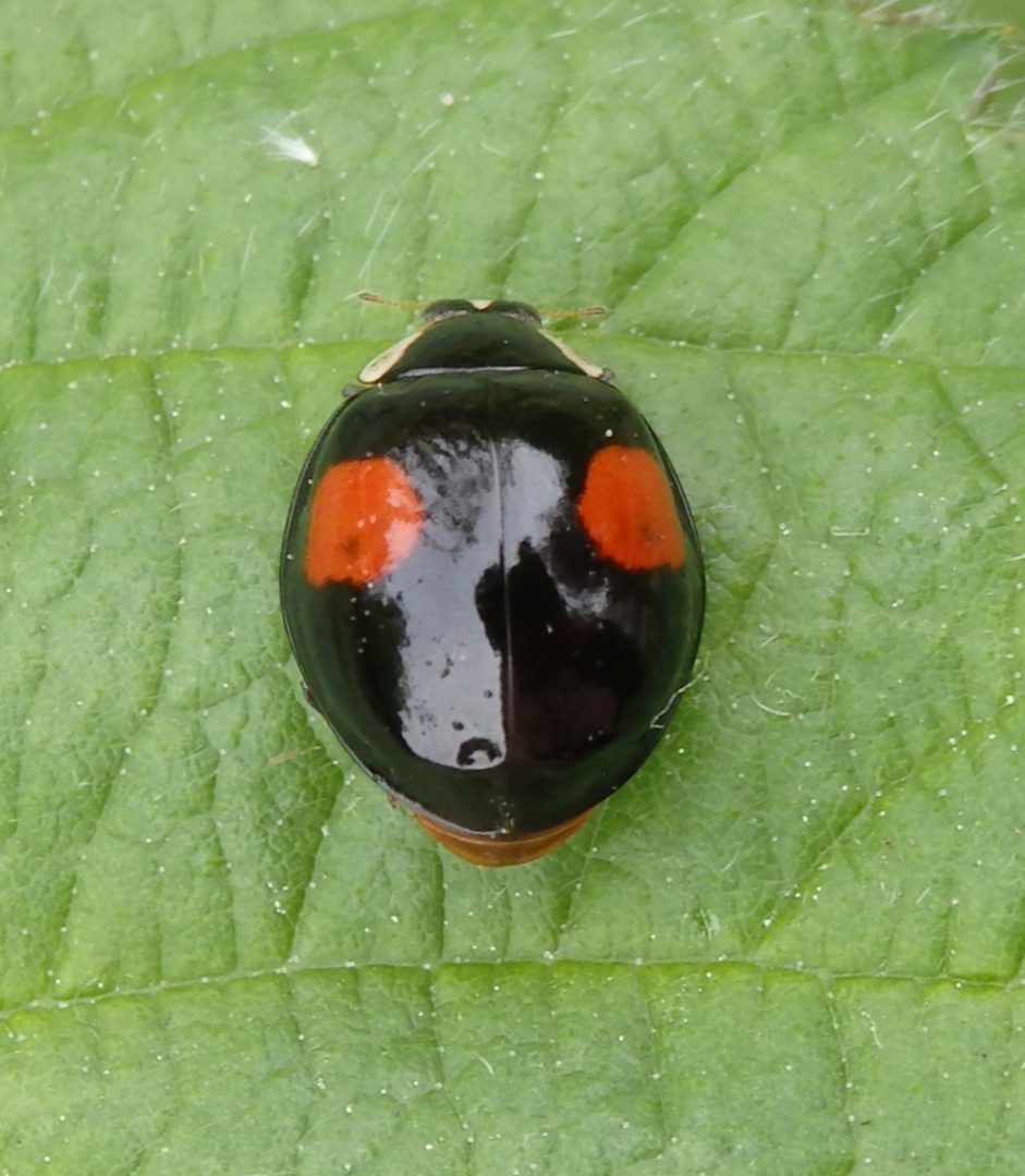 Färbungsvarietät des Asiatischen Marienkäfers (Harmonia axyridis)