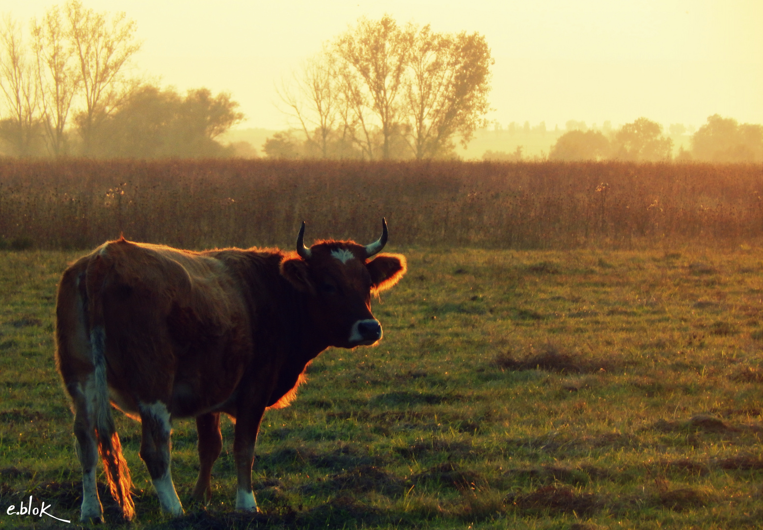 Färse in der Abendsonne