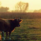 Färse in der Abendsonne