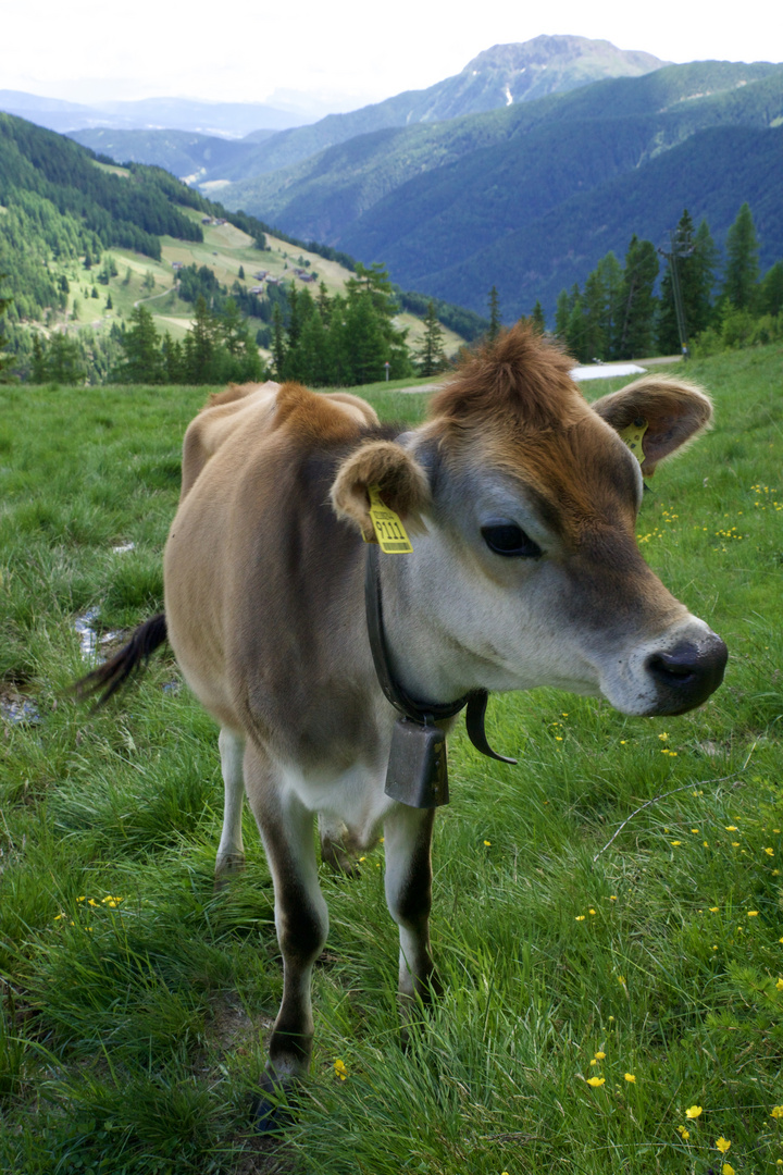 Färse mit besonders schöner Fellzeichnung