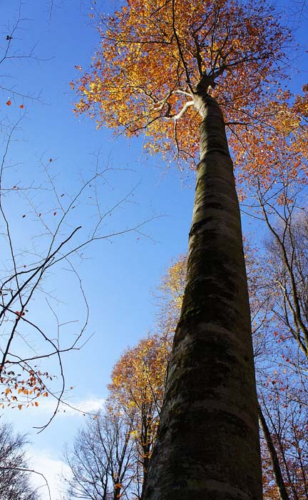 Fageda d'en Jordà