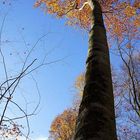 Fageda d'en Jordà