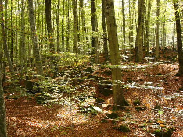 fageda d´en jordà