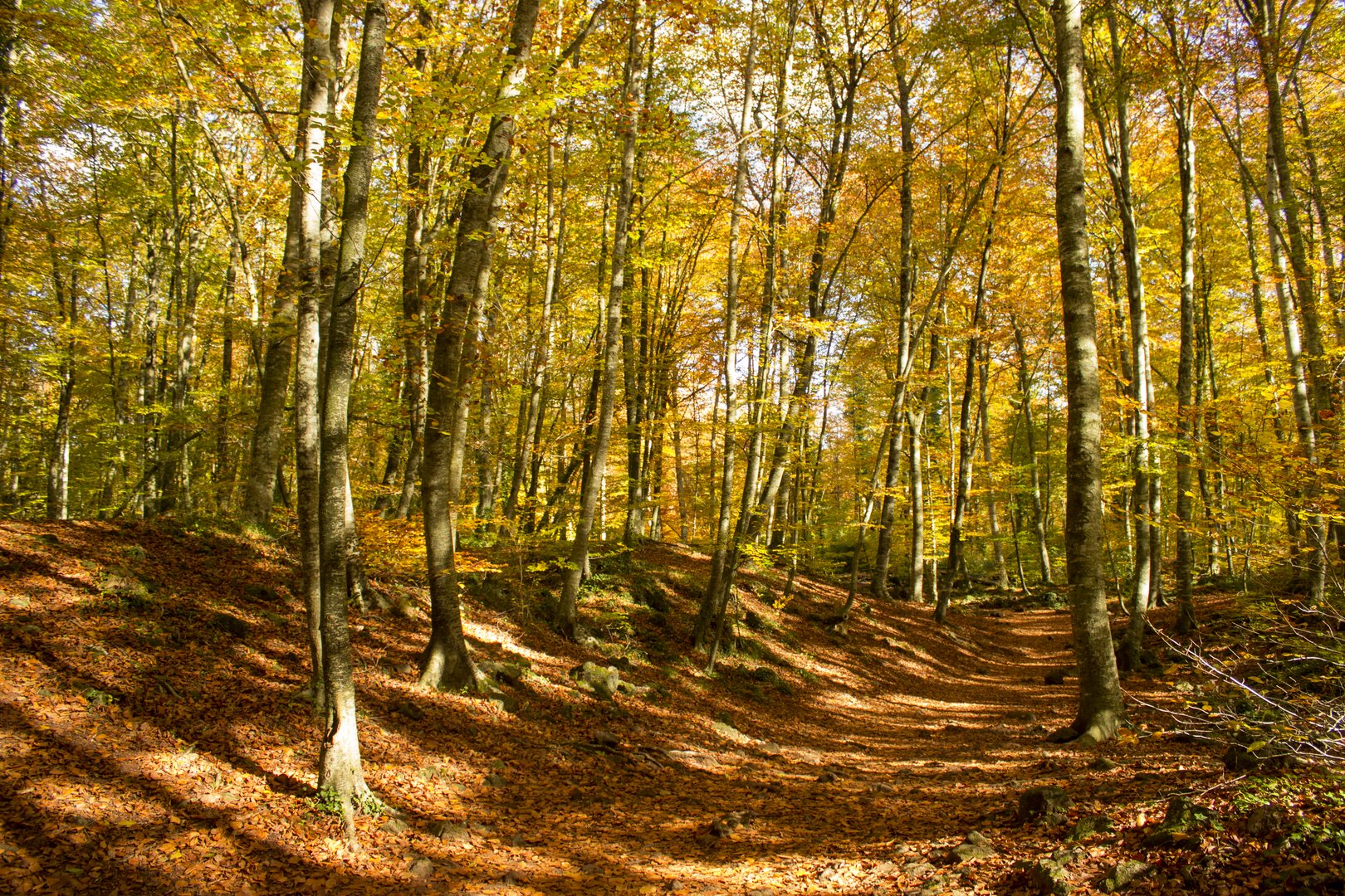 Fageda d´en Jordà - Otoño - Olot - Girona