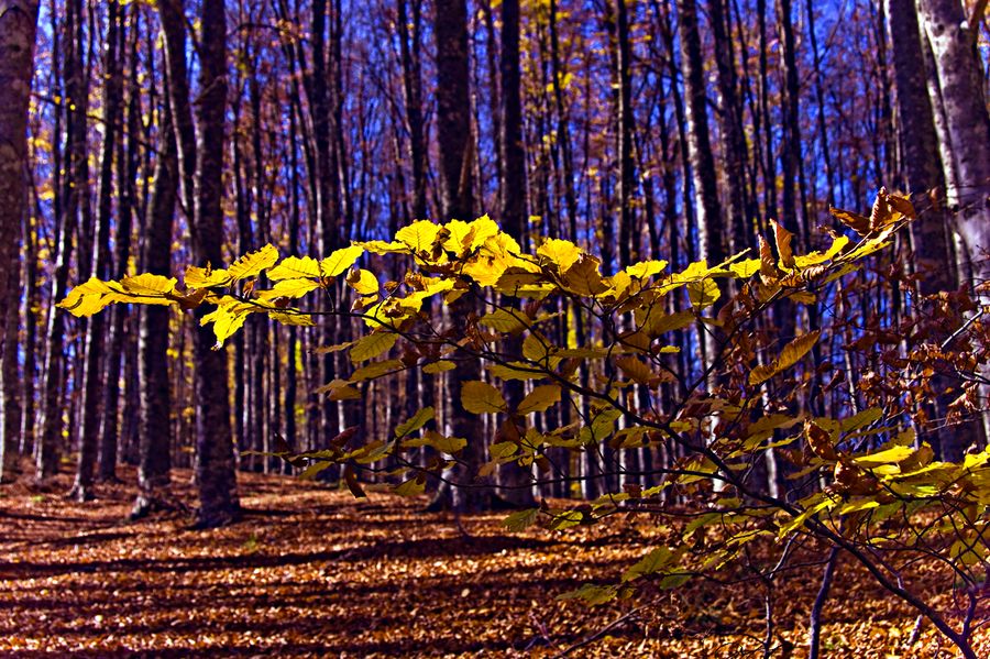 faggeta in autunno.