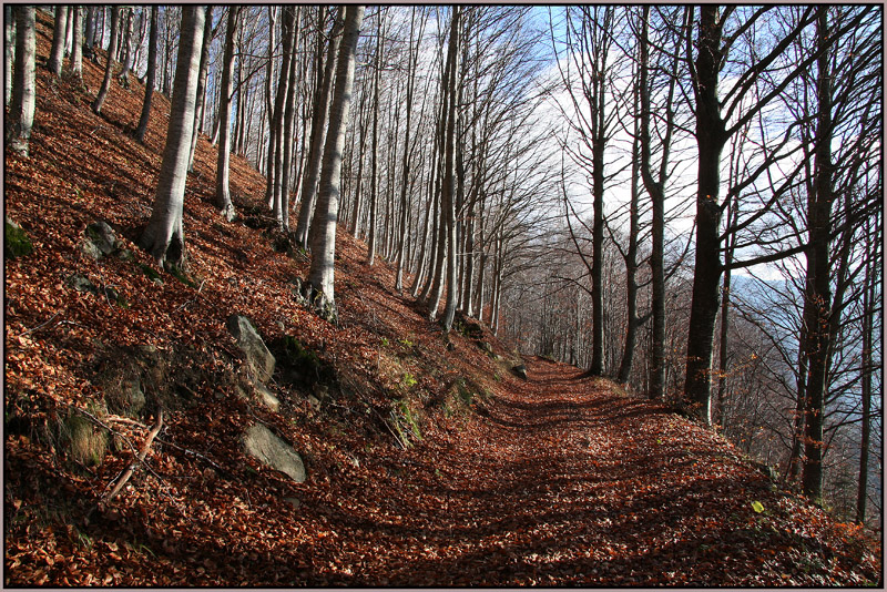 Faggi d'Autunno.