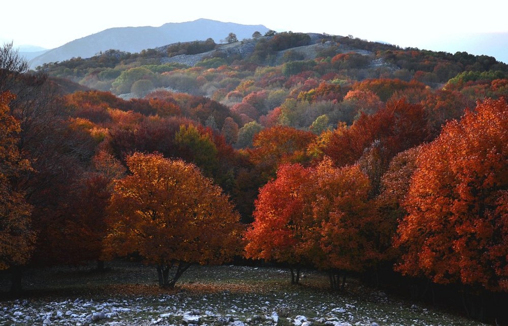 faggi di bosco Valliera