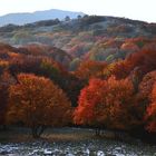 faggi di bosco Valliera