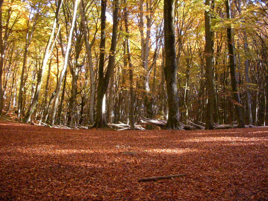 Faggi in autunno di Costanza 