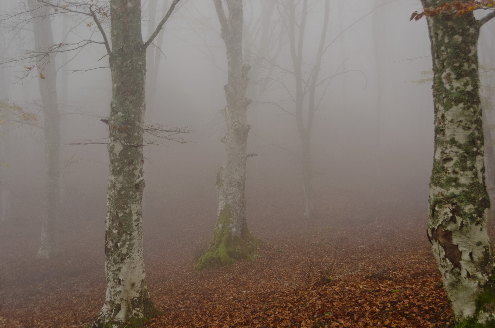 Faggi nella nebbia