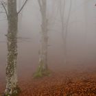 Faggi nella nebbia