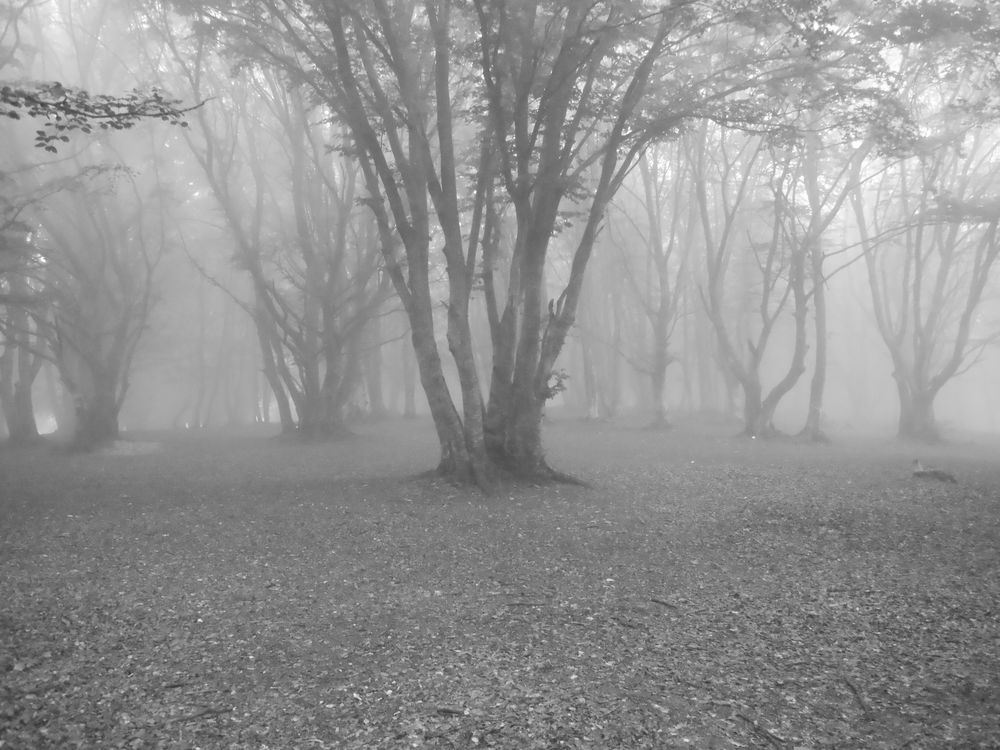 Faggi nella nebbia