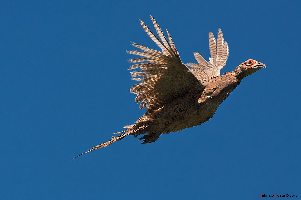 Fagiana in volo Foto % Immagini| animali, uccelli allo stato libero,  animali allo stato libero Foto su fotocommunity