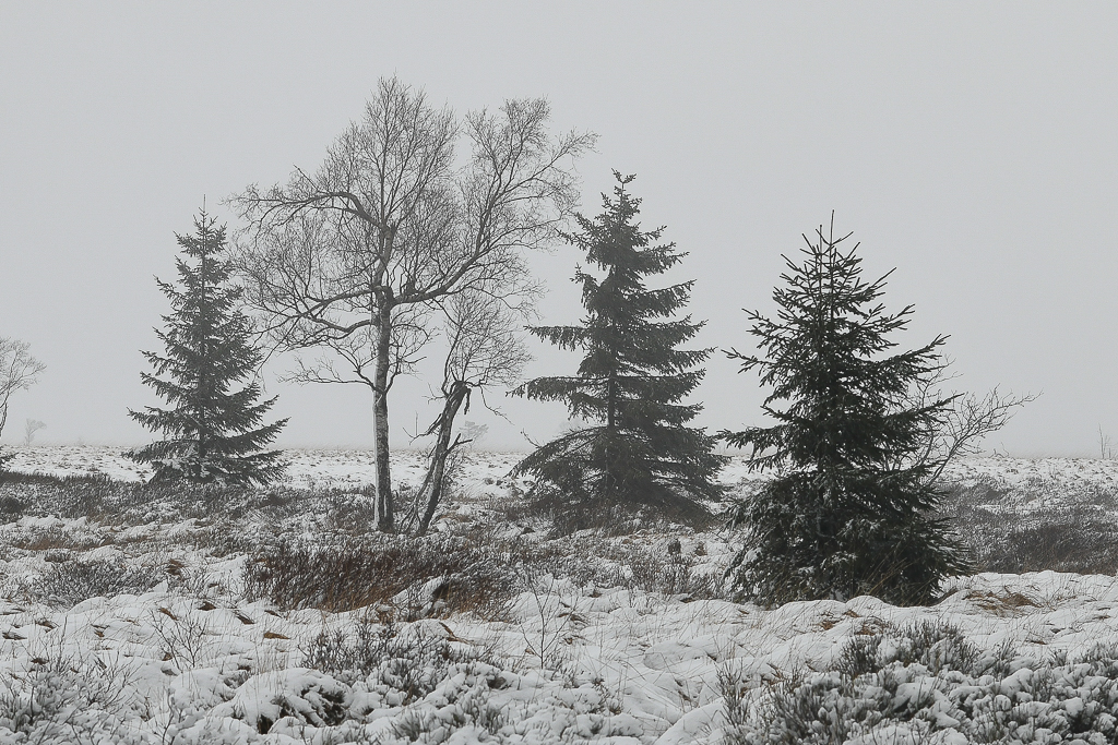 Fagne de Polleur (B)