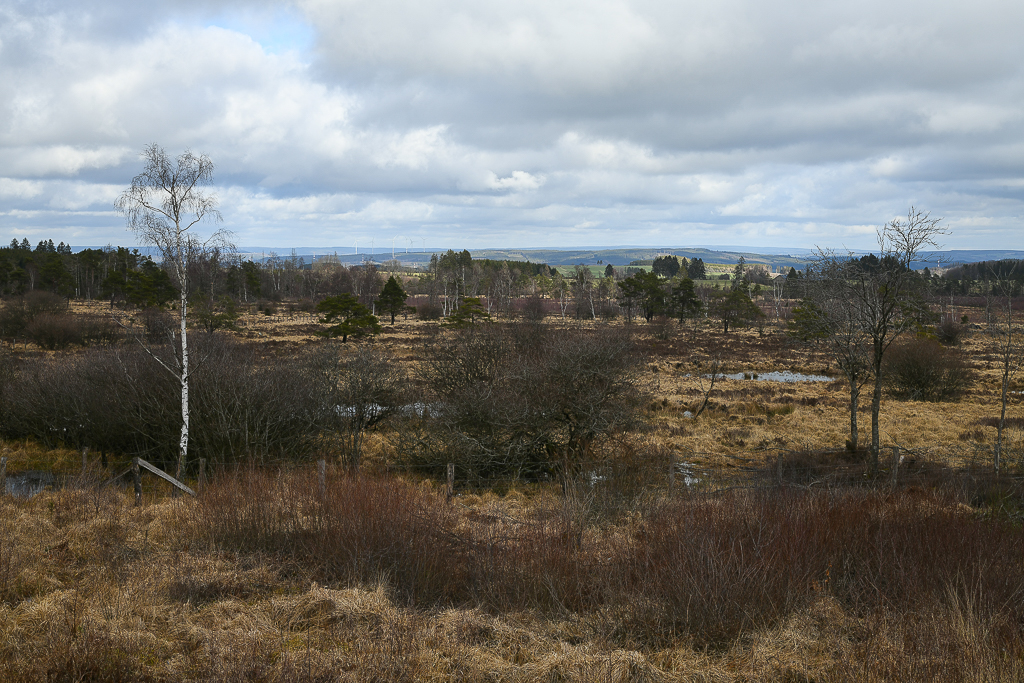 Fagne du Plateau des Tailles 3 -Regné(B)