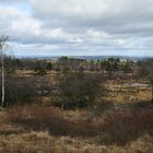 Fagne du Plateau des Tailles 3 -Regné(B)