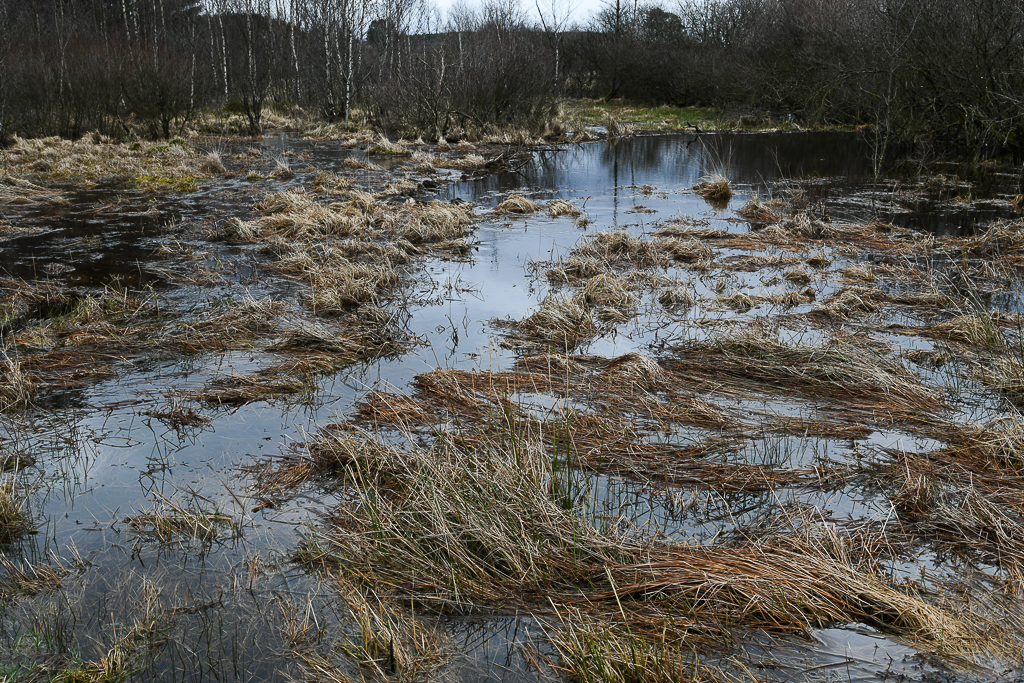 Fagne du Plateau des Tailles 5 -Regné (B)