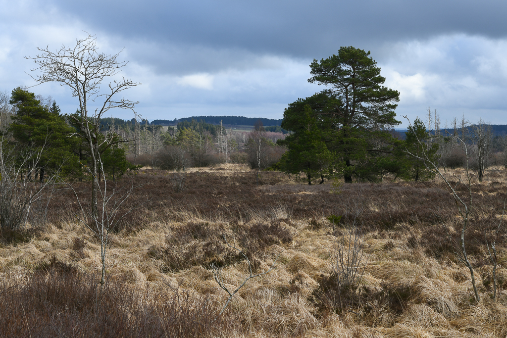 Fagne du Plateau des Tailles Regné 2 (B)