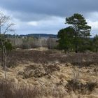 Fagne du Plateau des Tailles Regné 2 (B)