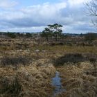 Fagne du Plateau des Tailles-Regné (B)