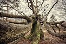 Fagus von Jens Wessel 