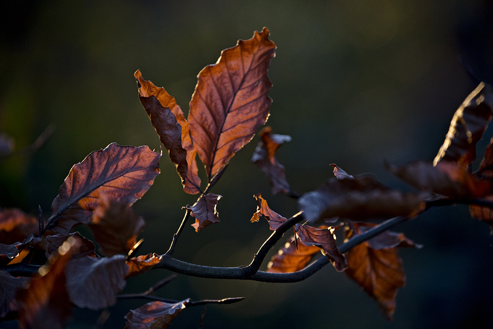 Fagus