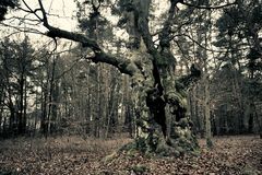 Fagus Halloh